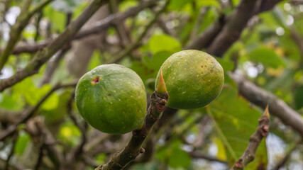 Photograph of a harvest of figs