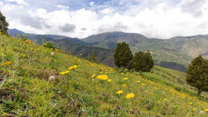 Obraz premium Photograph of trees and mountains in Barragán Valle del Cauca Colombia. The Andes.