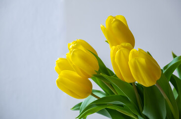 yellow tulips on white background
