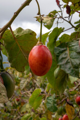 image of corn harvest in Barragán Valle del Cauca Colombia