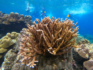 Naklejka na ściany i meble beautiful staghon coral at Surin Island Phang-nga