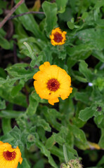 Photographs of yellow flowers and green leaves.