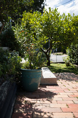 Fototapeta na wymiar Home Garden assortment of potted plants