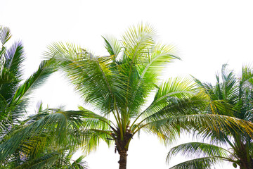 A group of coconut trees on a white background,  leaves are beautiful bright green