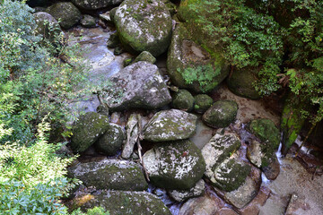 Deep cedar forest of Yakushima, Japan