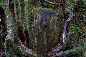 Deep cedar forest of Yakushima, Japan