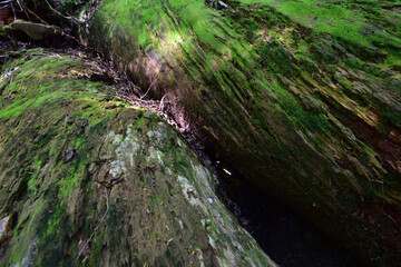 Deep cedar forest of Yakushima, Japan