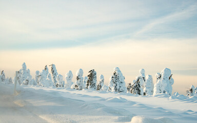 Fototapeta na wymiar Snow Covered Trees at Arctic Circle 