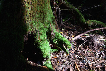 Deep cedar forest of Yakushima, Japan