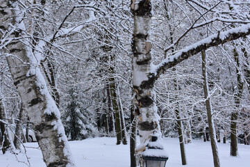 Trees in Winter