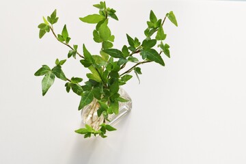 屋内癒しの緑　あいびー　