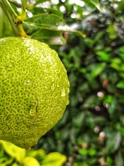 Limón verde madurando en su árbol con gotas de lluvia delante de un fondo natural de ligustrina