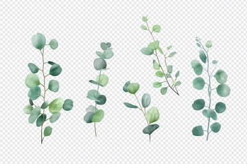 Eucalyptus leaves set isolated on transparent background  - obrazy, fototapety, plakaty
