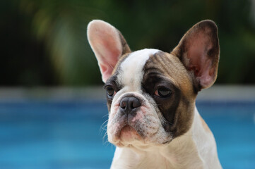Fototapeta premium french bulldog portrait