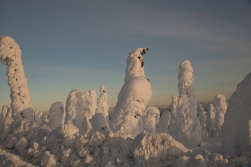 Snow Covered Trees at Arctic Circle	
