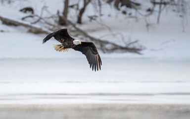 Bald Eagle is flying over a frozen river