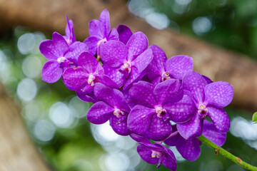 Orchid flower in orchid garden at winter or spring day. Vanda Orchid