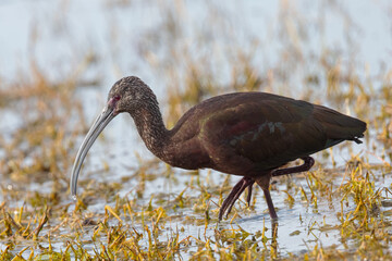 White-faced Ibis, seen in the wild in a North California marsh