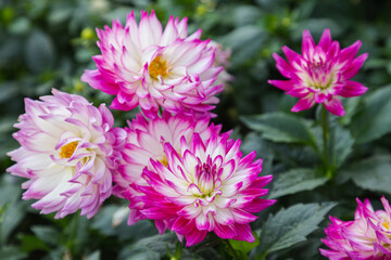Fototapeta premium Pink dahlia flower in the garden at spring day