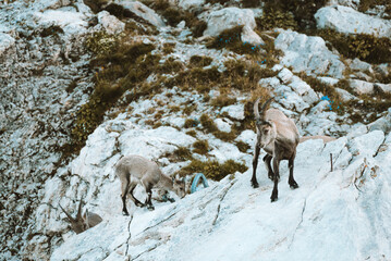 Ibex in the wild in the Alpstein region in Appenzell