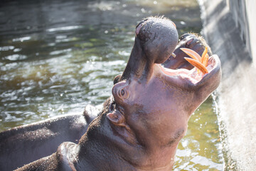 Big Hippopotamus was opening its mouth  in swamps with sunlight
