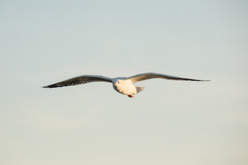 Seagulls from Siberia.are flying  on the sky above the sea