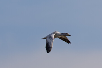 Fototapeta na wymiar Close view of a snow goose flying in beautiful light, seen in the wild in North California