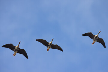 Greater White-fronted geese flying, seen in the wild in North California