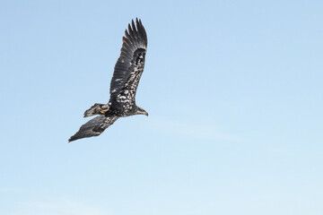 Juvenile bald eagle in flight under blue sky	