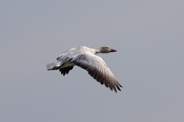 Close view of a snow goose flying in beautiful light, seen in the wild in North California