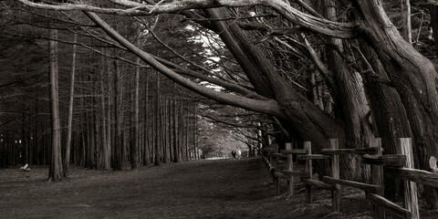 Forest and the Trees