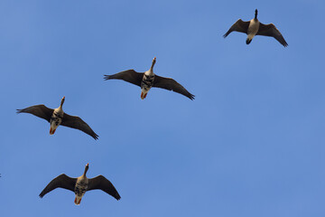Greater White-fronted geese flying, seen in the wild in North California