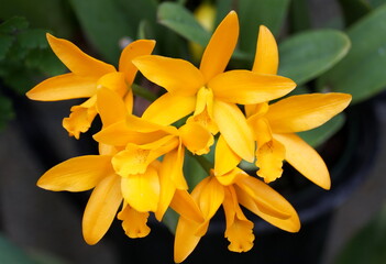 Obraz premium Orange color of Brassolaelio Cattleya 'Golden Tang' orchids