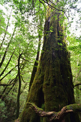 Deep cedar forest of Yakushima, Japan