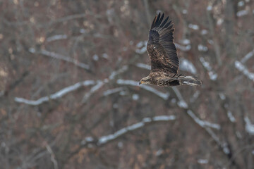Juvenile bald Eagle is flying in forest	