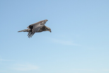 Juvenile bald eagle in flight under blue sky	