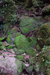 Deep cedar forest of Yakushima, Japan