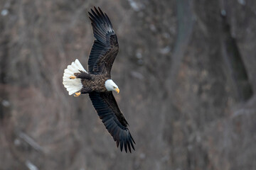 Bald Eagle is flying in forest	