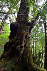 Fototapeta premium Deep cedar forest of Yakushima, Japan