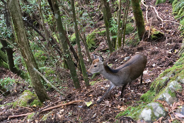 Deep cedar forest of Yakushima, Japan