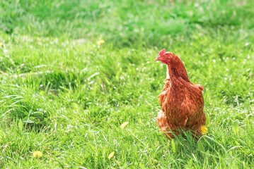 Chicken in the meadow close up. Hen copy space.