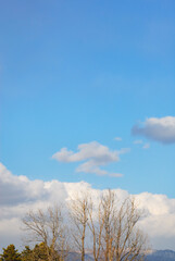 Fototapeta premium 木 冬 空