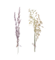 Dry branches of wild herbs isolated on white background.