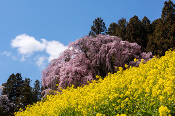 二本松市合戦場のしだれ桜