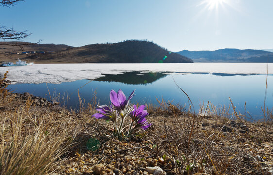 Baikal Lake on sunny May day. Ice drift in the Kurkut Bay. The bright violet wild flowers bloom on the coastal hill (Pulsatilla patens). Natural background. Beautiful landscape. Spring holidays