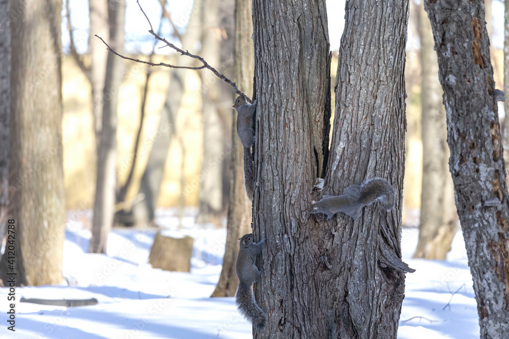 Poster Eastern grey squirrel on a snowy forest