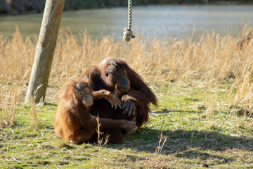 orangutan baby and mother