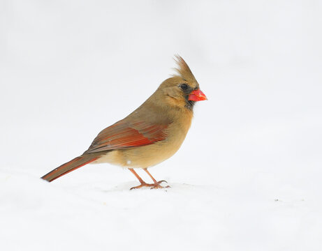 female red cardinal standing on snow covered ground