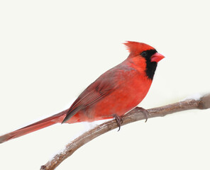 male red cardinal standing on tree branch in snow