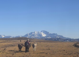 Donkeys in the plateau